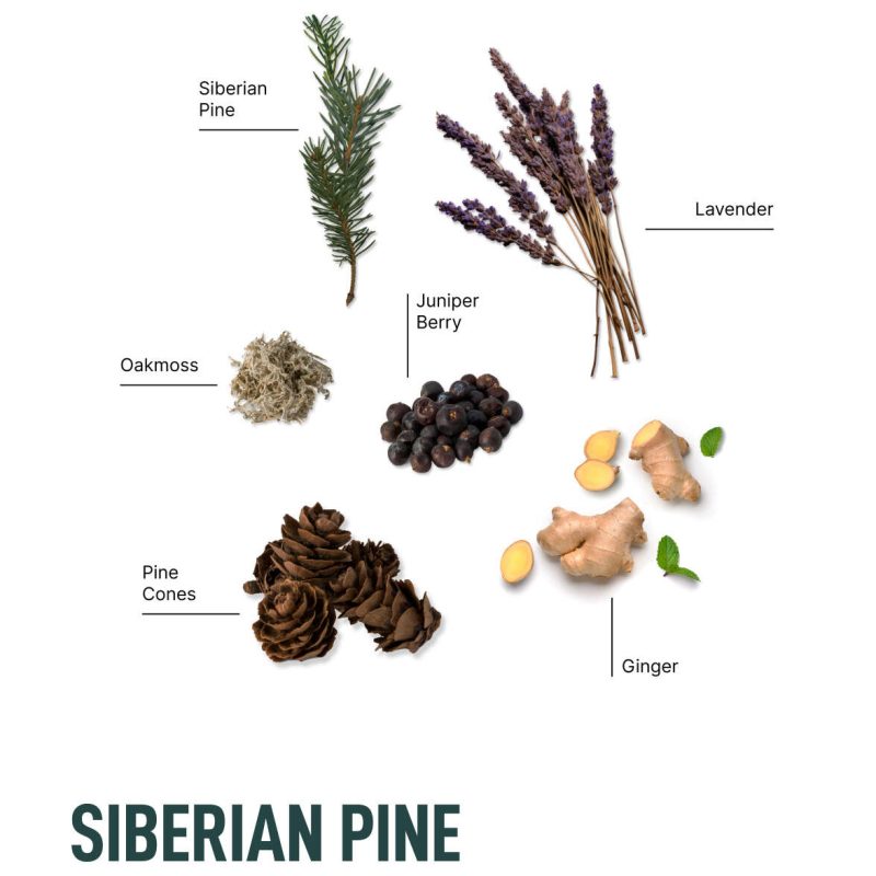 Siberian Pine Ingredient Infogra